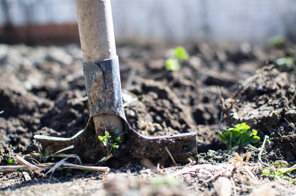 Grow Your Own Superfoods At Home