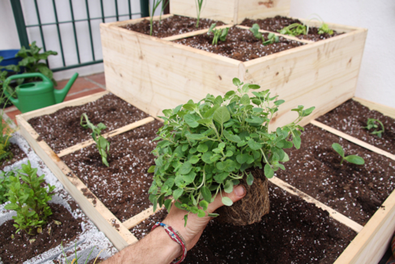 Small garden for veg